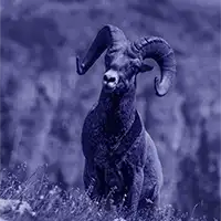 Representation of Alberta- big horn sheep